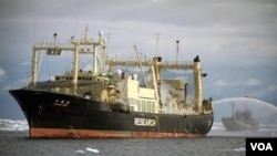 Kapal kelompok Sea Shepherd, Bob Barker (kanan) berusaha memblokir kapal pabrik pengolah ikan paus Jepang 'Nisshin Maru' di Laut Selatan.