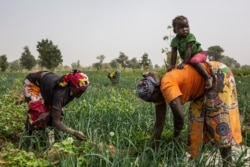 FILE - Women work at an onion field near Gazawa on March 7, 2020.