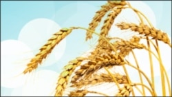 Can Forests Help Feed the World?