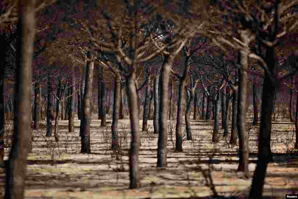 Burnt trees are seen after a forest fire in Donana National Park, near Matalascanas, southern Spain.