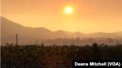 The sun rises over an abandoned vineyard in Sonoma County, California, Oct. 12, 2017, as wildfires continue to spread throughout the region.