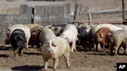 FILE - Pigs roam a farm in Clear Lake, Iowa. Organs from pigs and other animals may someday be transplanted into humans.