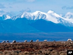 FILE - Caribou graze in the Arctic National Wildlife Refuge in Alaska, on June 1, 2001.