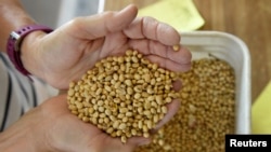 美国北达科他州科尔法克斯市，凡妮莎·库默在自家农场检查2018年大豆的质量（2019年8月6日）。