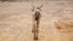 FILE - An emaciated cow walks in an open field in Gelcha village, one of the drought-stricken areas of Oromia region, in Ethiopia, April 28, 2016.