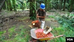 Seorang pekerja sedang memanen kelapa sawit di sebuah perkebunan di Pangkalan Bun, Kalimantan Tengah. (Foto: Dok)