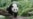 Giant Panda Bao Bao Prepares for China Move